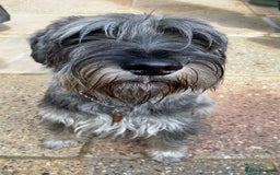 Schnauzer dogs for stud: Standard schnauzer for Stud - Image 8