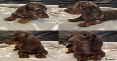Miniature Dachshund dogs - Advert 2