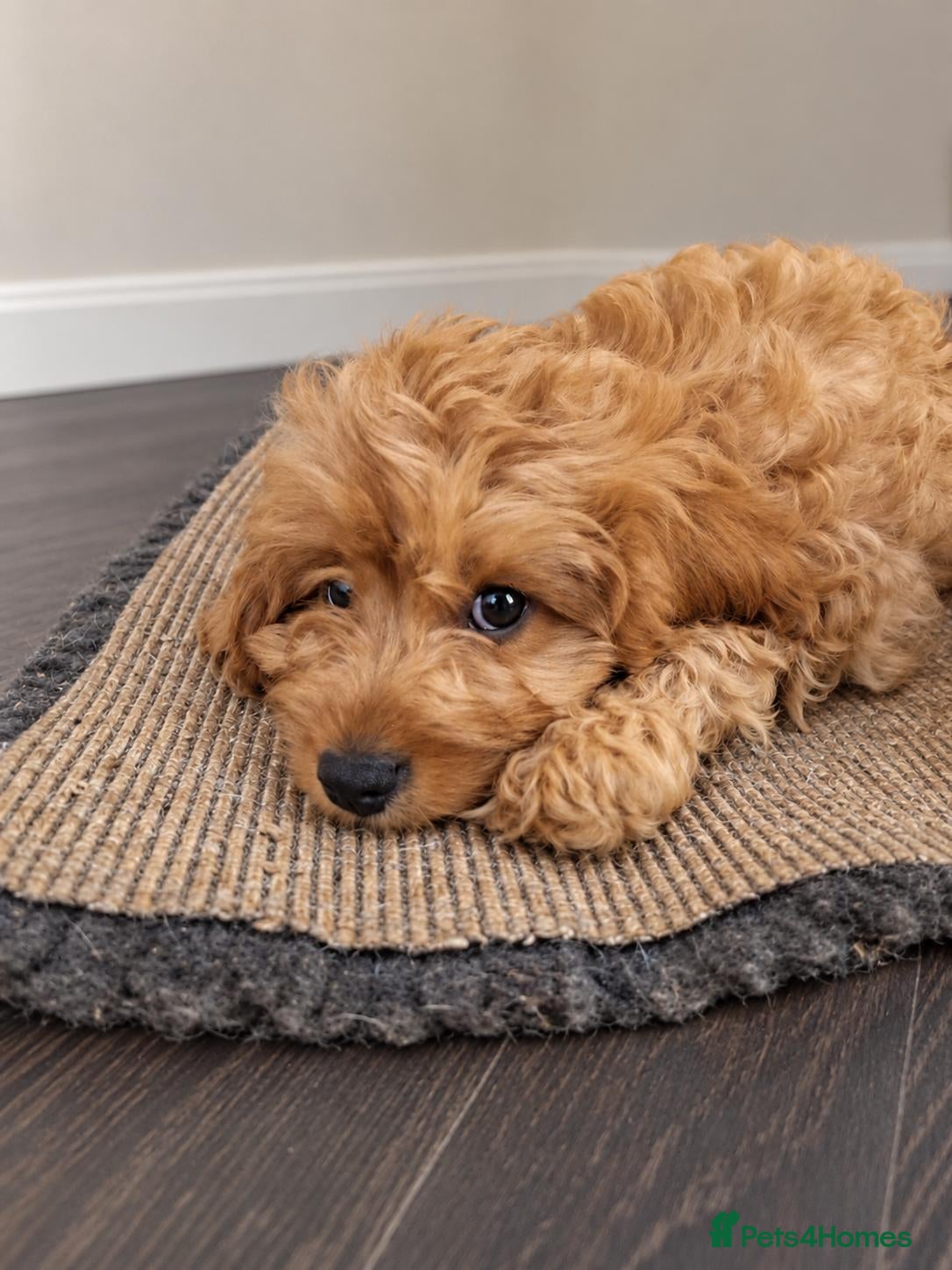 Cavapoo dogs  F1 Cavapoo 1Boy Available ready now 💚 - Advert 2