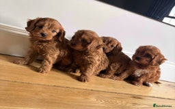 Cavapoo dogs for sale: STUNNING LITTLE RED CAVAPOOS HEALTH CHECKED  - Image 1