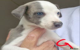Whippet dogs for sale: Beautiful Pedigree Whippet Puppies. - Image 5