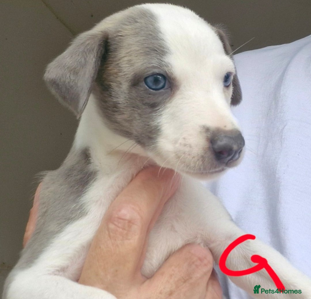 Whippet dogs for sale: Beautiful Pedigree Whippet Puppies. - Image 5