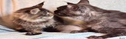 Maine Coon cats for sale: TICA registered Maine Coon Kitten  - Advert 7