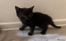 Bombay cats for sale: Adorable Kittens Looking for Their Forever Homes! - Advert 5