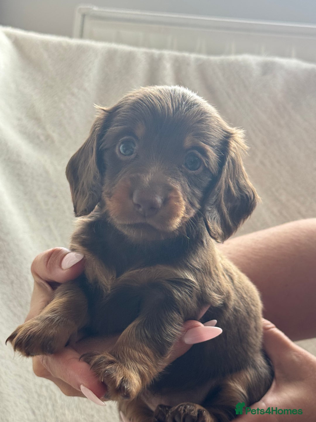 Miniature Dachshund dogs for sale: Pedigree long & short fur miniature dachshunds - Image 7