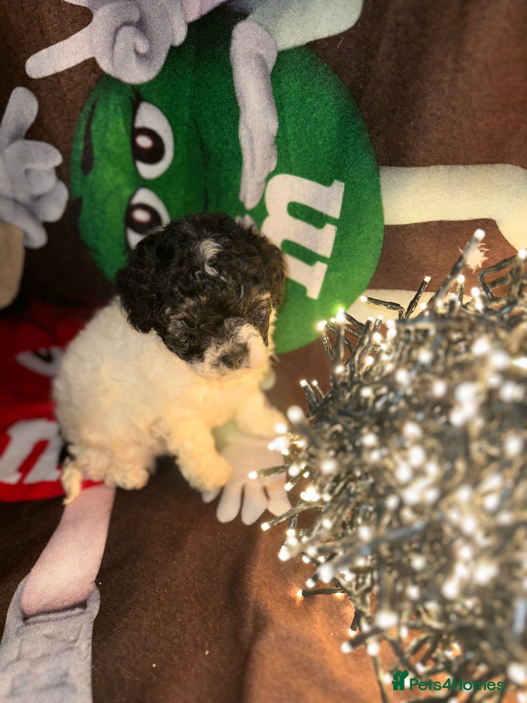 Cavapoo dogs for sale: Beautiful Rare F1b Cavapoos  - Advert 11