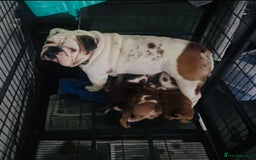 English Bulldog dogs for sale: Beautiful girl English bulldog - Image 6