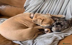 Mixed Breed dogs for sale: Joanne White - Image 1