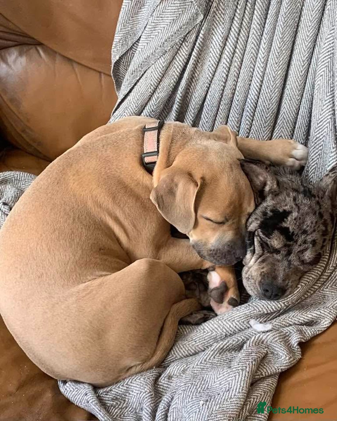 Mixed Breed dogs for sale: Joanne White - Image 1