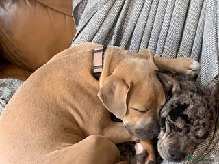 Mixed Breed dogs - Advert 1