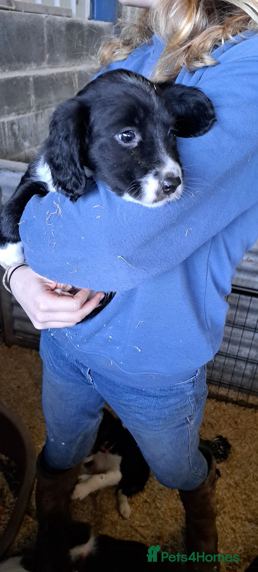 Sprollie dogs for sale: Sprollie pups for sale in Exeter - Advert 2