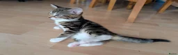 Mixed Breed cats for sale: Kittens  - Advert 4