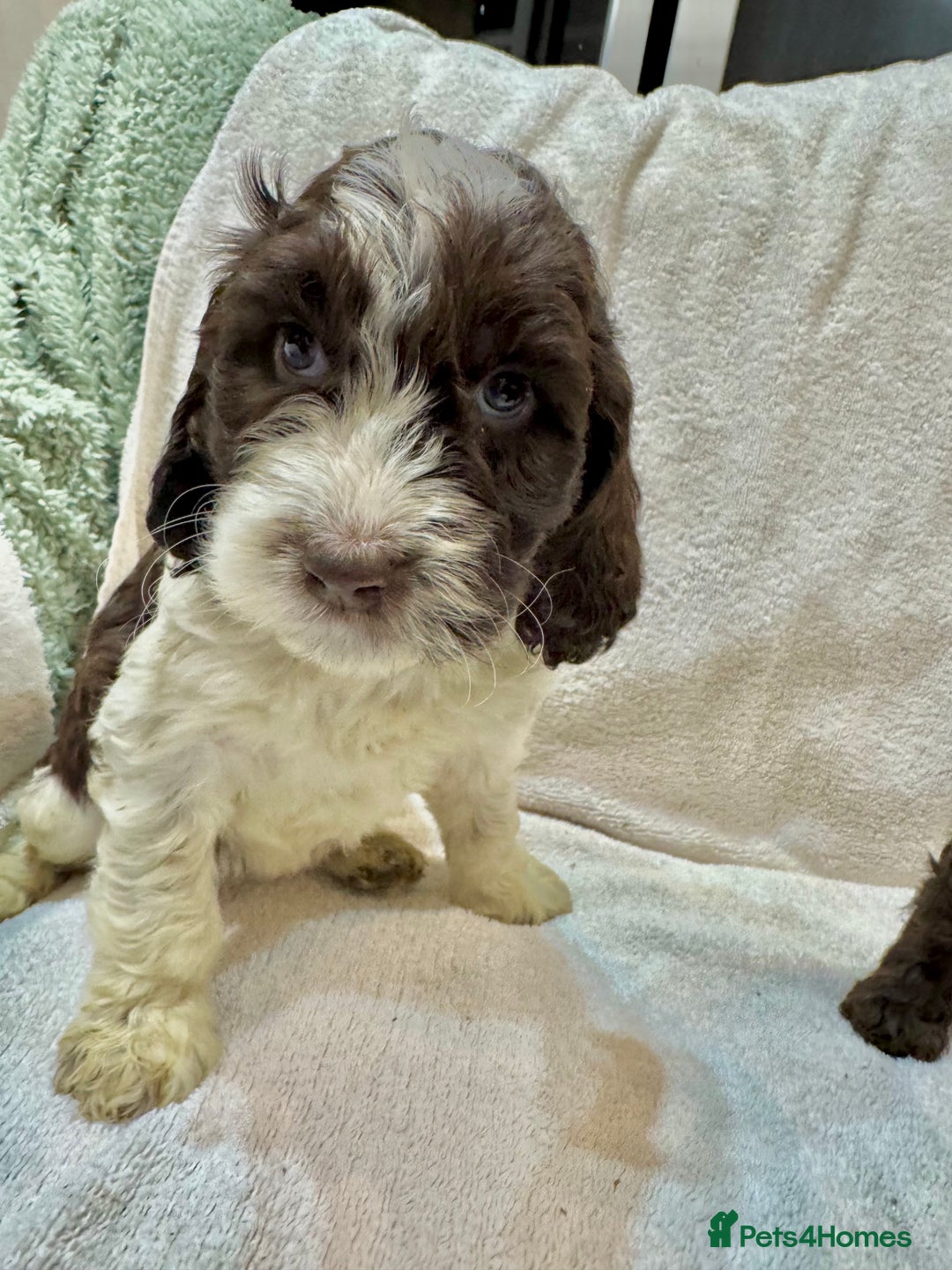 Cockapoo dogs for sale: F1 Standard Rare Parti, Solid and Merle Cockapoos - Advert 4