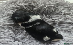 Yorkshire Terrier dogs for sale: 5 szczeniąt York terrier (Biewer) - Image 16