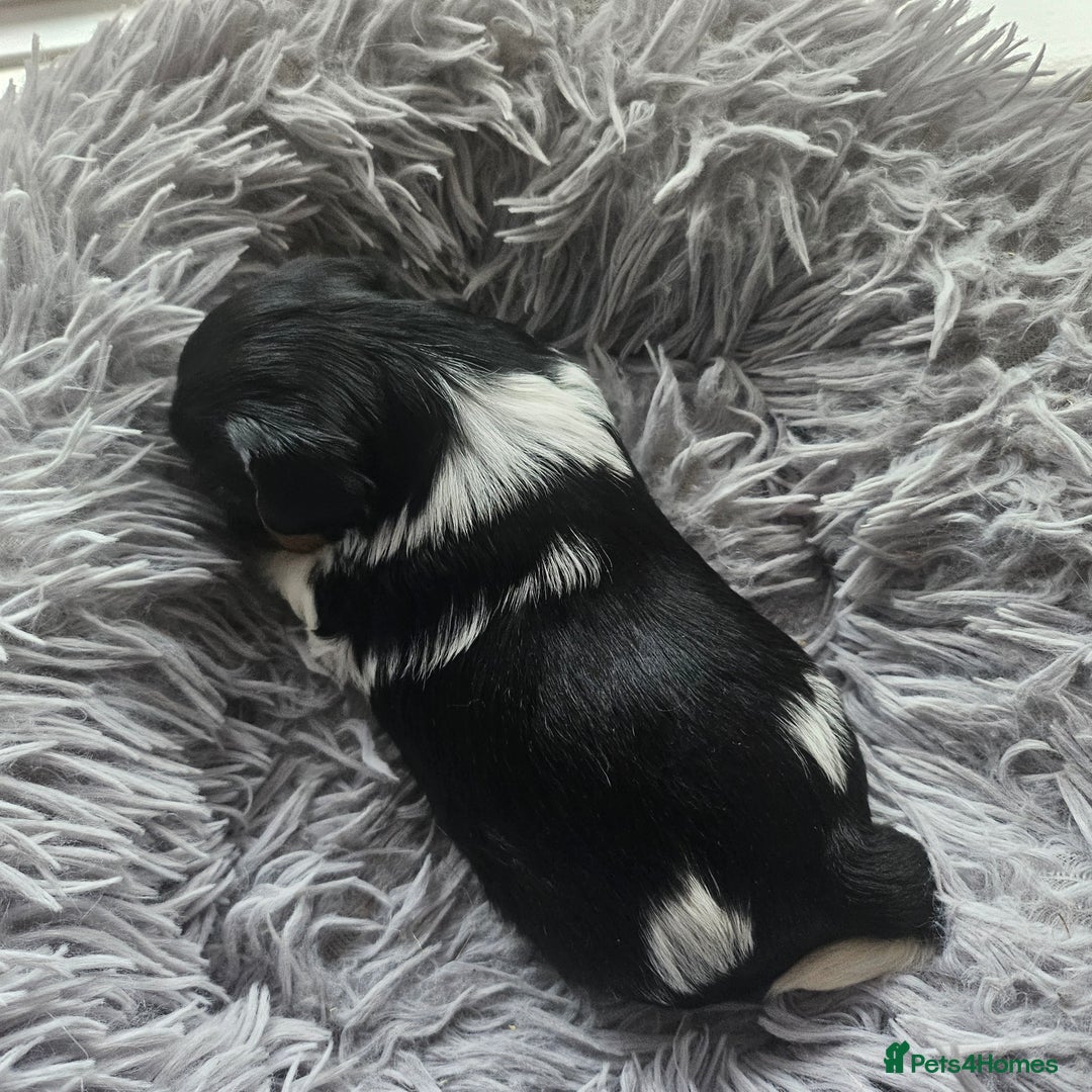 Yorkshire Terrier dogs for sale: 5 szczeniąt York terrier (Biewer) - Image 16