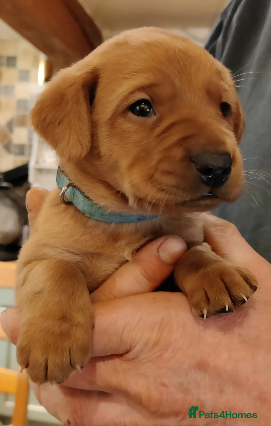 Labrador Retriever dogs for sale: Beautiful KC registered Labrador Retrievers - Advert 8