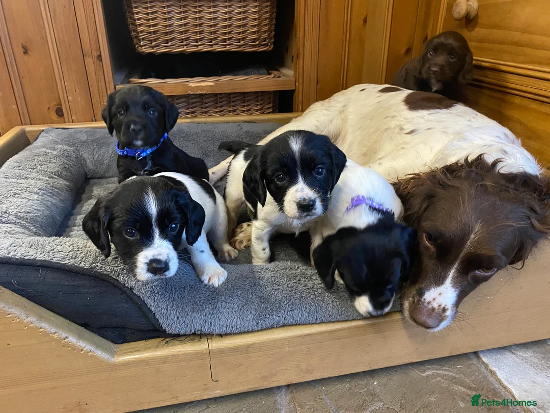 Sprocker dogs for sale: Superb litter of Sprocker Spaniels - Advert 9