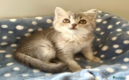 British Shorthair cats for sale: Blue Golden British Shorthair Female - Image 4