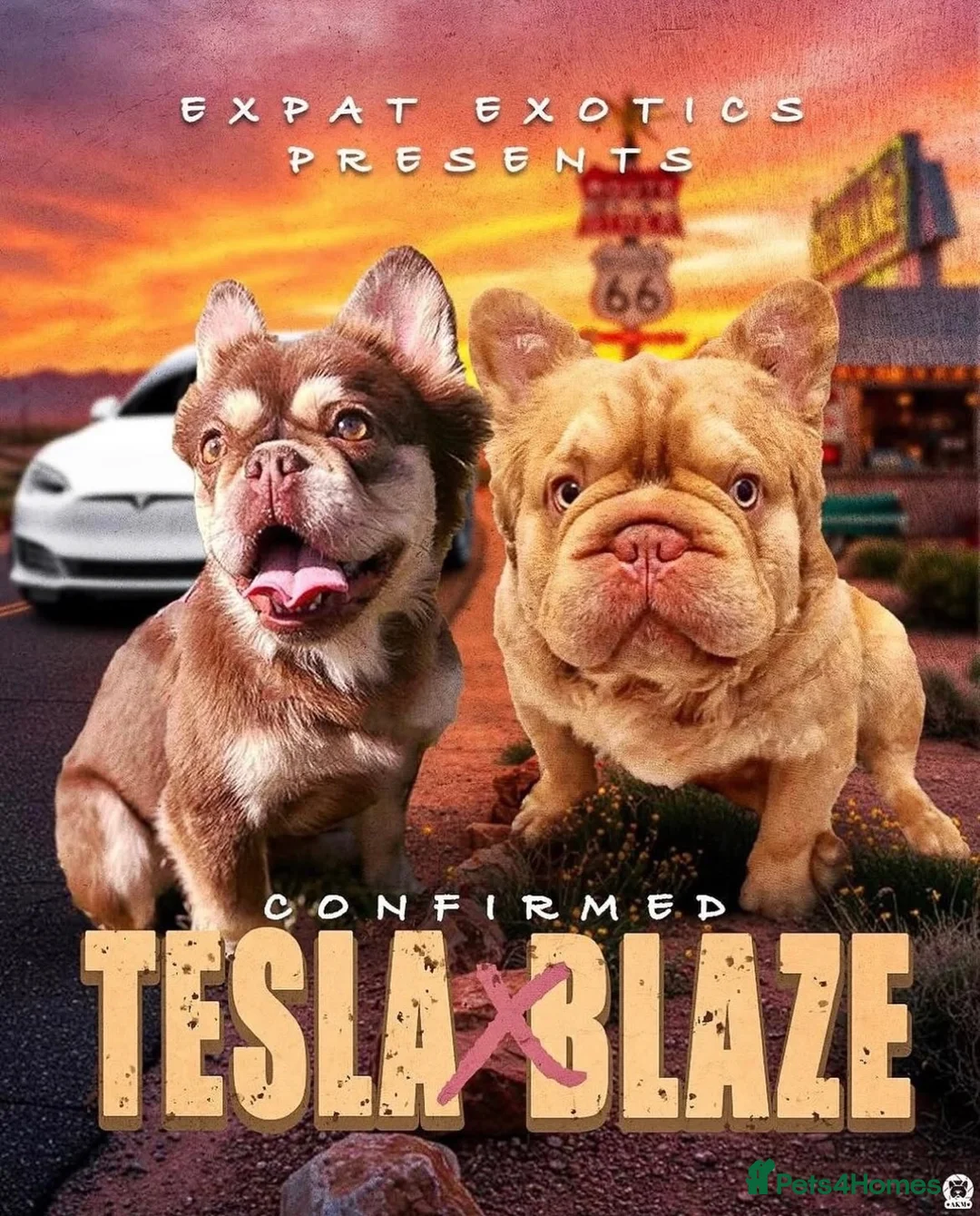 French Bulldog dogs for sale: Much anticipated Round 2 of Tesla x Blaze 🤍🍫🧶  in Liverpool - Advert 2