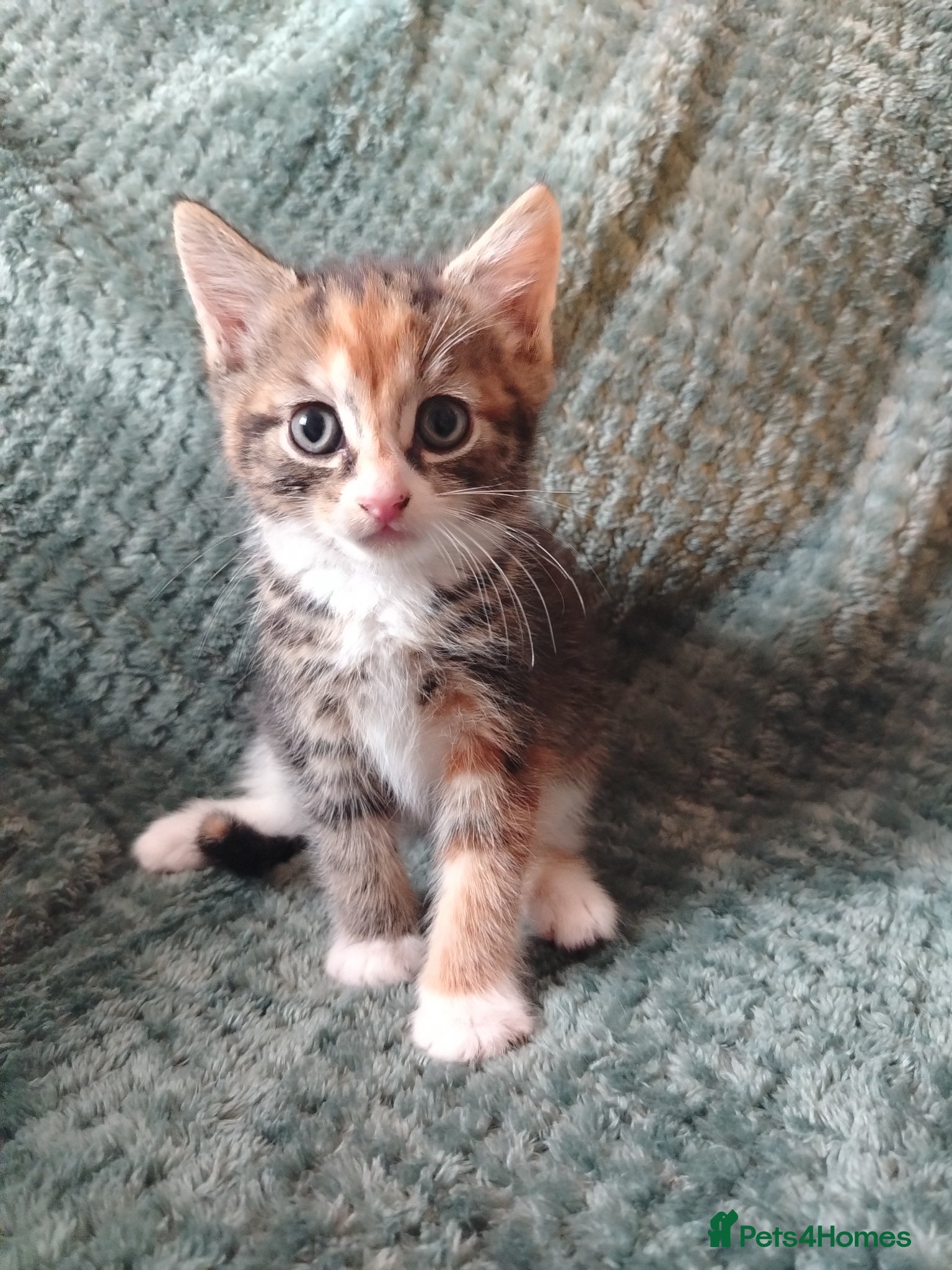 Mixed Breed cats for sale: Female tabby kittens - Advert 1