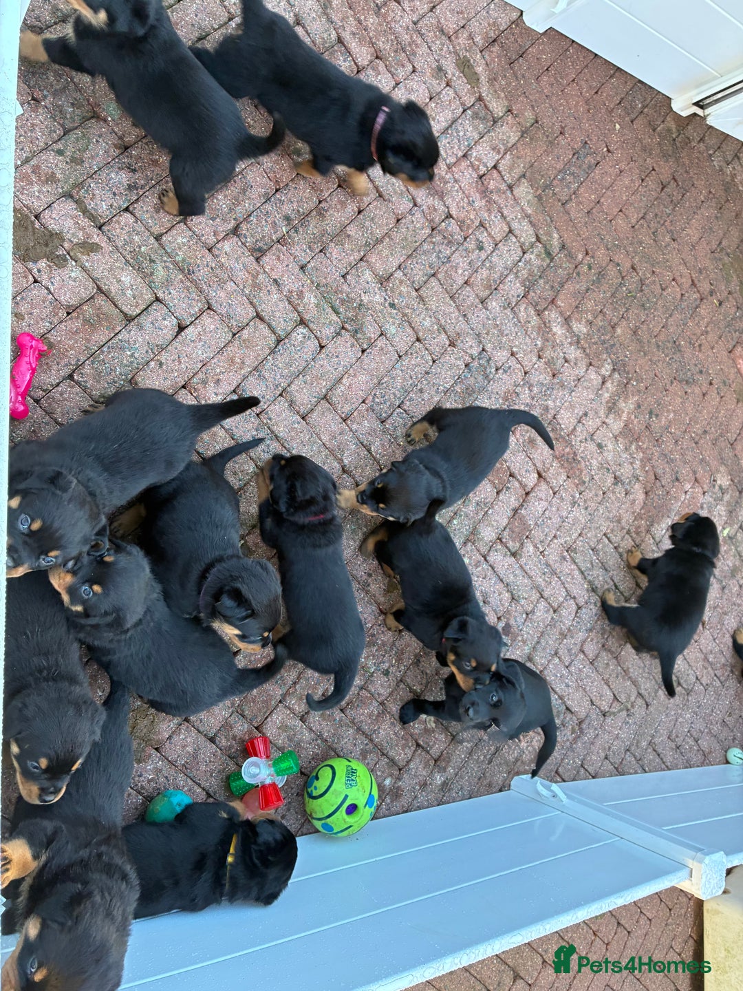 Rottweiler dogs for sale: Chunky Rottweiler Puppies for sale - Advert 16