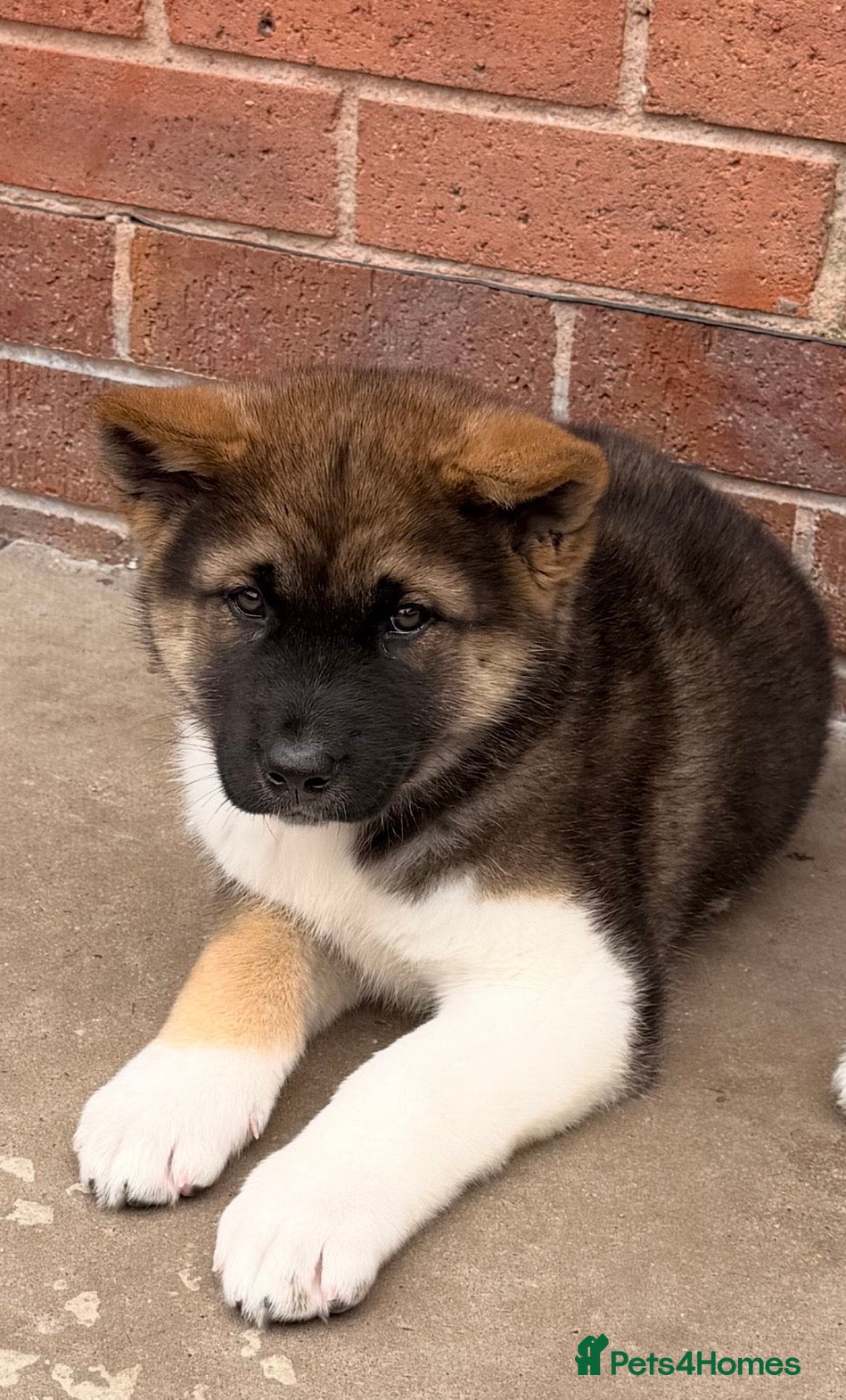 Akita dogs American Akita  - Advert 13