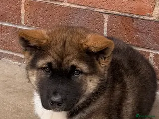 Akita dogs American Akita - Advert 6