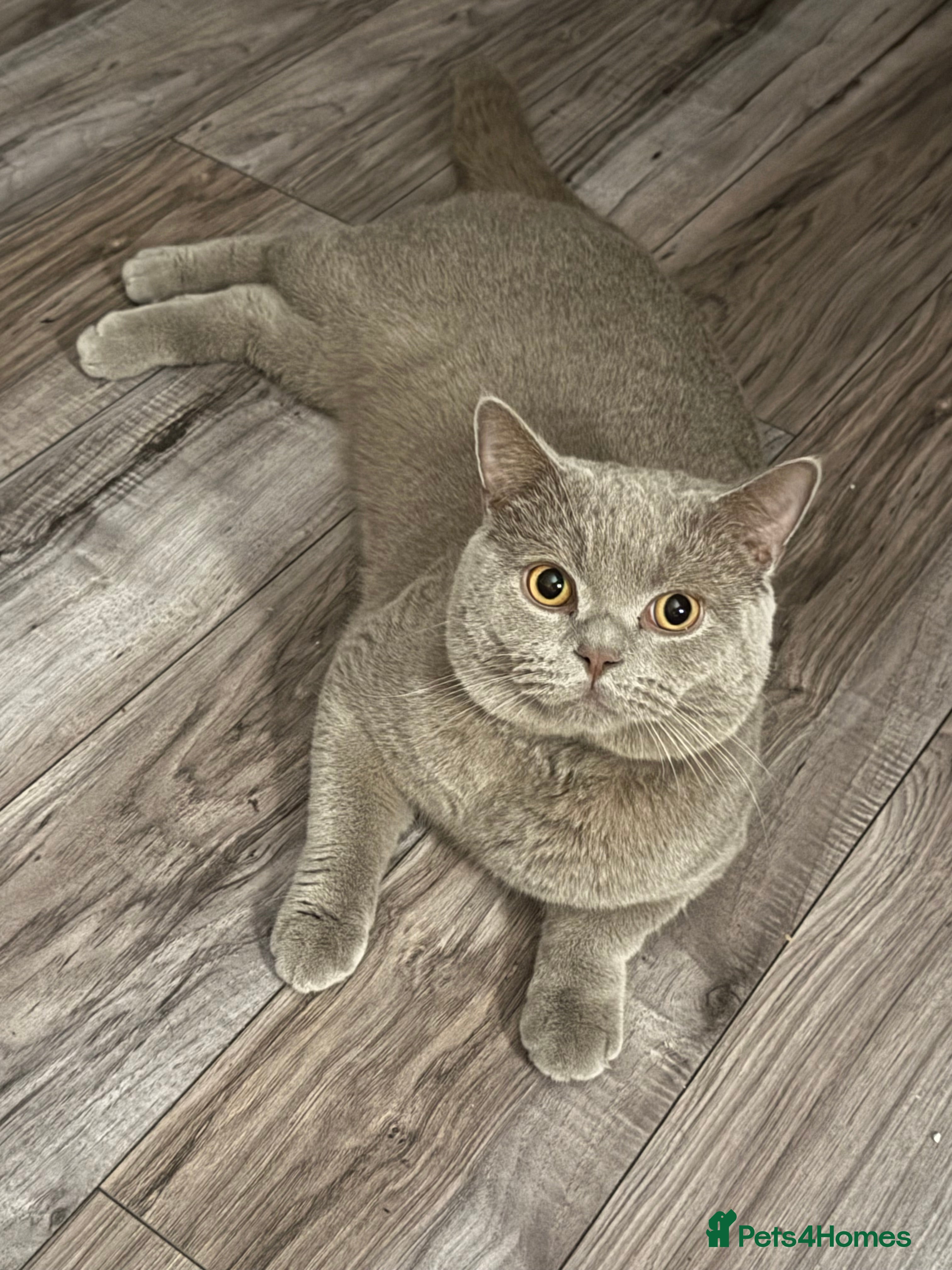 British Shorthair cats Beige British short hair  - Advert 2