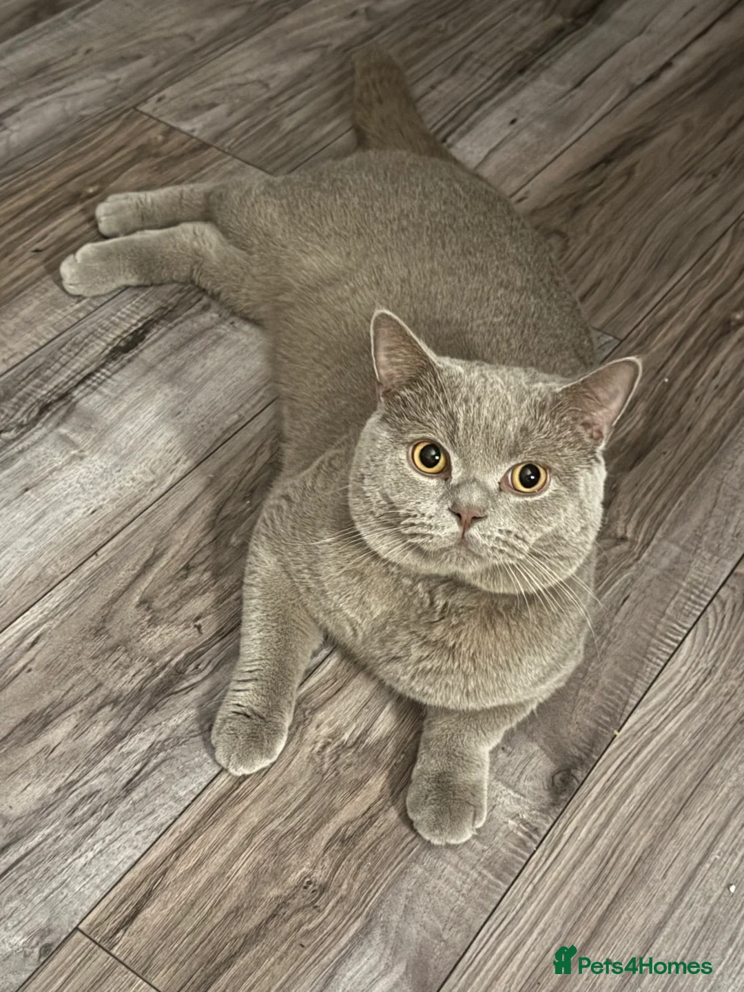 British Shorthair cats for sale: Beige British short hair  - Advert 1