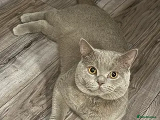 British Shorthair cats Beige British short hair - Advert 1