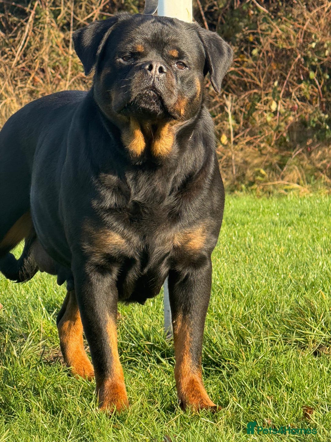 Rottweiler dogs for sale: Top quality kc pups for sale timitor X edelstein - Advert 11