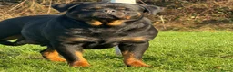 Rottweiler dogs for sale: Top quality kc pups for sale timitor X edelstein - Advert 23