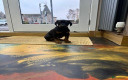 Dobermann dogs for sale: Black and Tan Doberman puppies for sale  - Advert 3