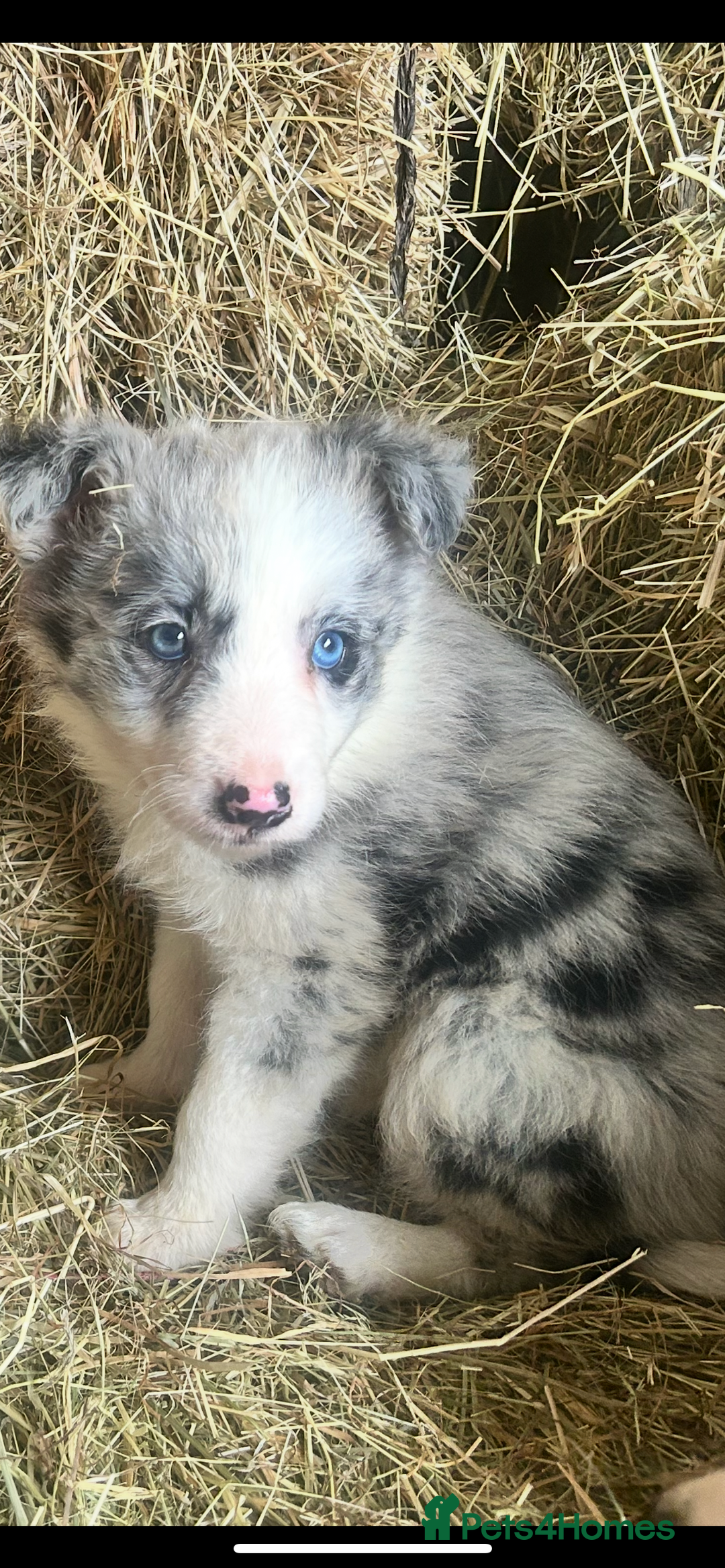 Border Collie dogs for sale: 3 beautiful border collie pups  - Image 17