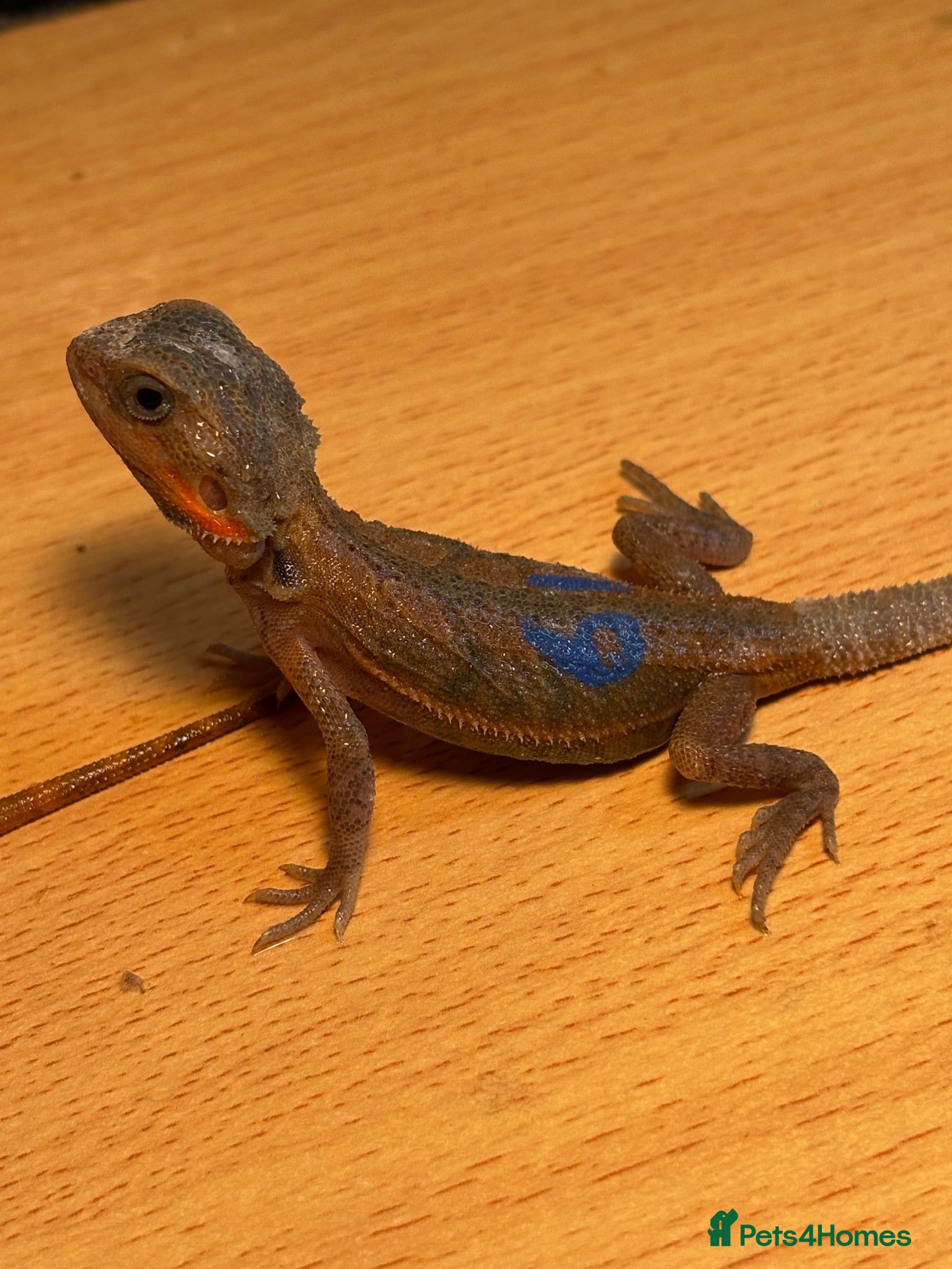 Bearded Dragon reptiles stunning baby bearded dragons  - Advert 16