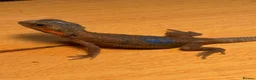 Bearded Dragon reptiles for sale: stunning baby bearded dragons  - Advert 5