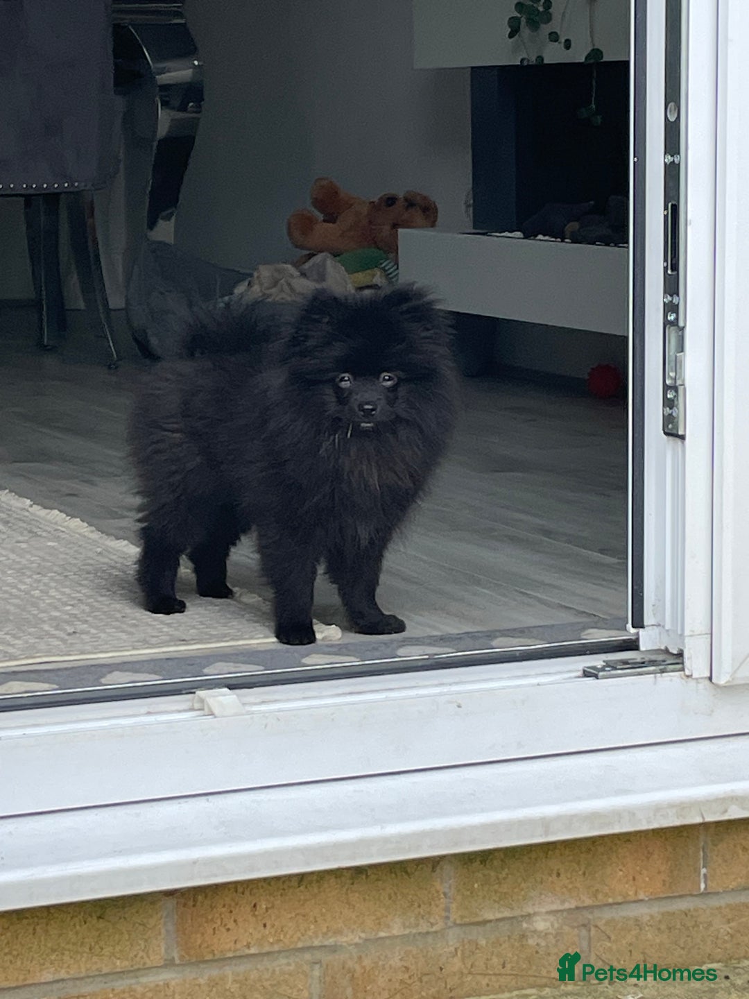 Pomeranian dogs for sale: Pomeranian for sale - Image 7