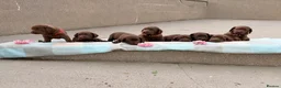 Labrador Retriever dogs for sale: ⭐️ KC Registered Chocolate Lab Puppies ⭐️ - Advert 17