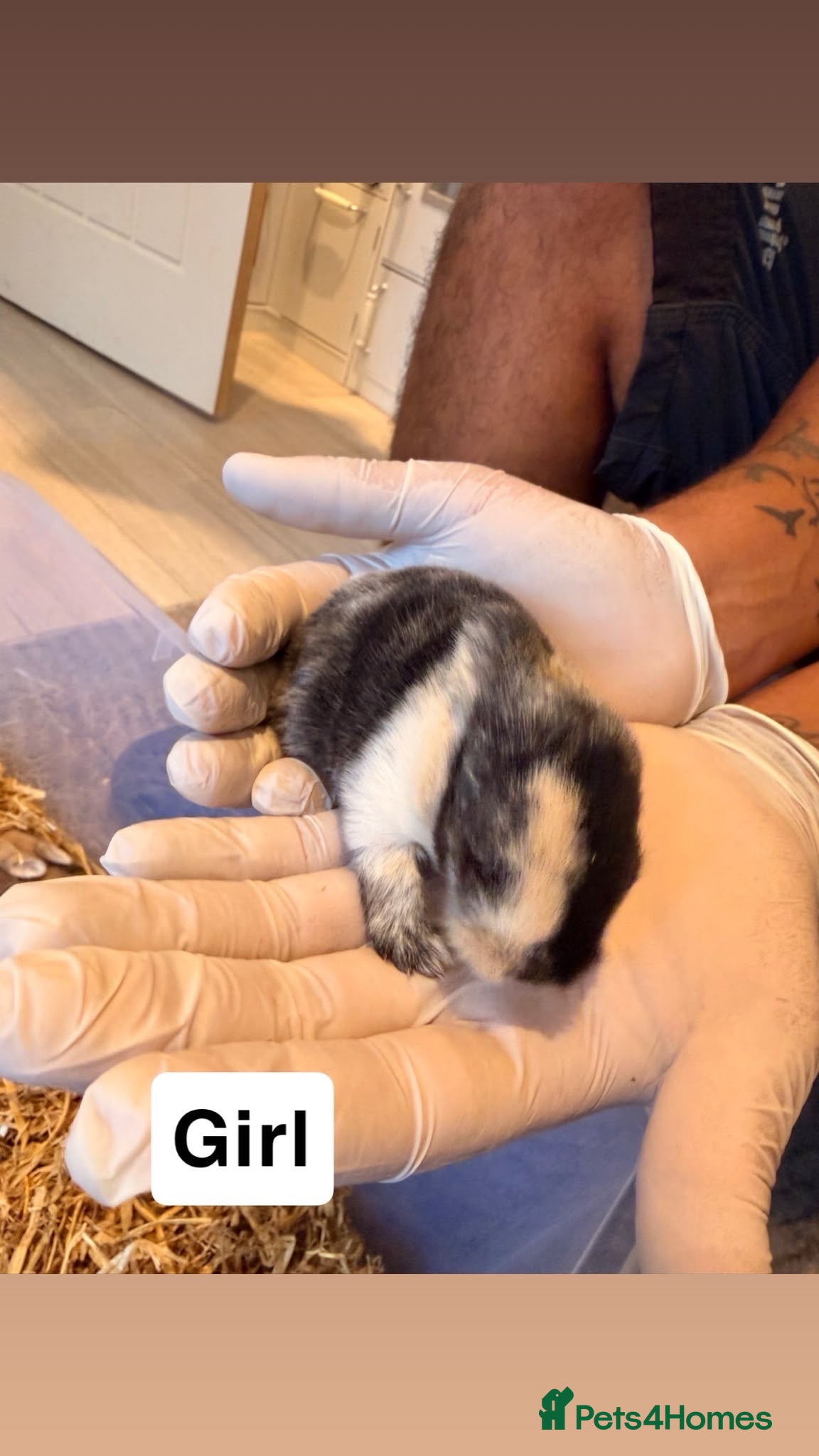 French Lop rabbits French lop babies  - Advert 2