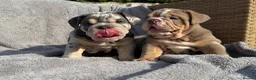 English Bulldog dogs for sale: KC registered Quality English bulldog pups - Advert 4