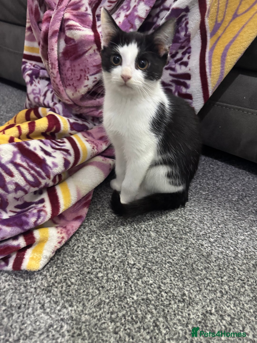 Mixed Breed cats for sale: Very loving and cuddly kitten - Advert 4