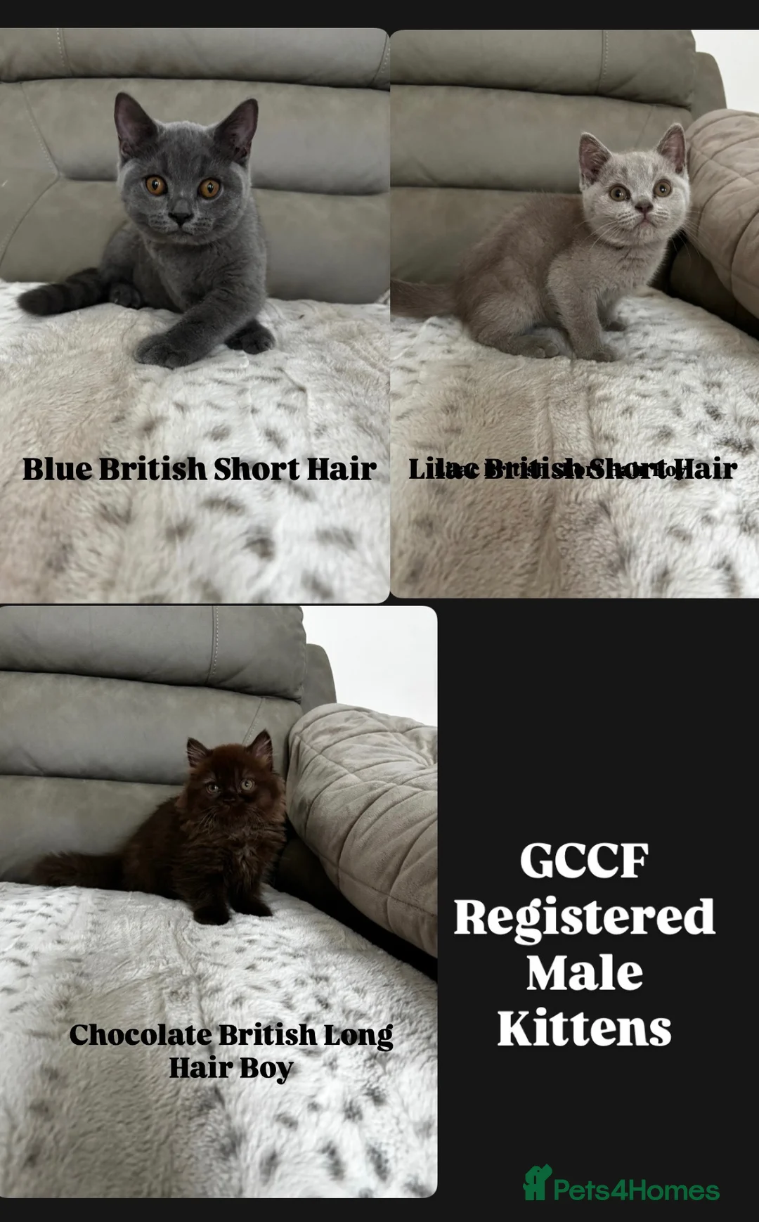 British Shorthair cats for sale: Chocolate Long Hair /Lilac Short Hair male Kittens - Advert 2