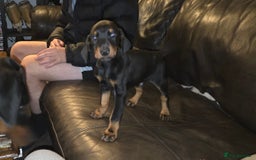 Dobermann dogs for sale: Doberman Pups - Ready now! X1 male left! - Image 1