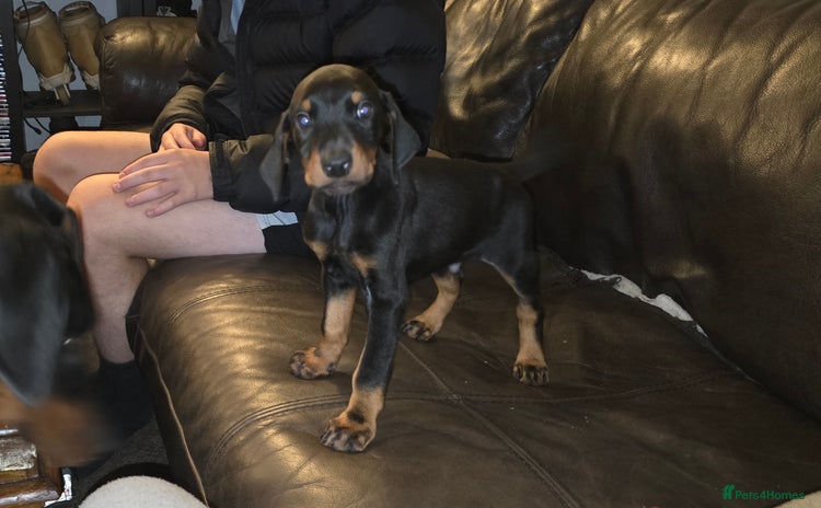 Dobermann dogs - Advert 2