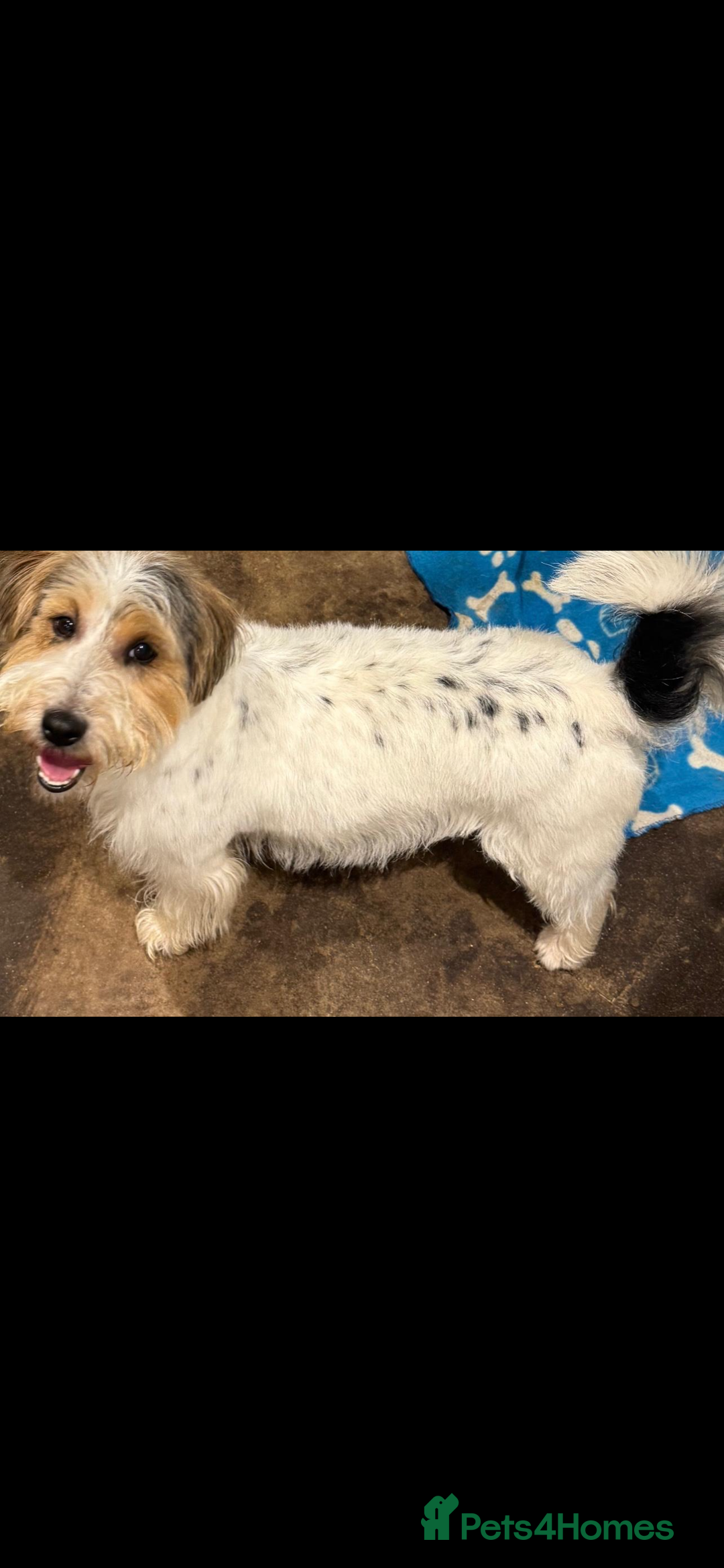 Jackapoo dogs for sale: Stunning Jackapoo pups  - Image 11