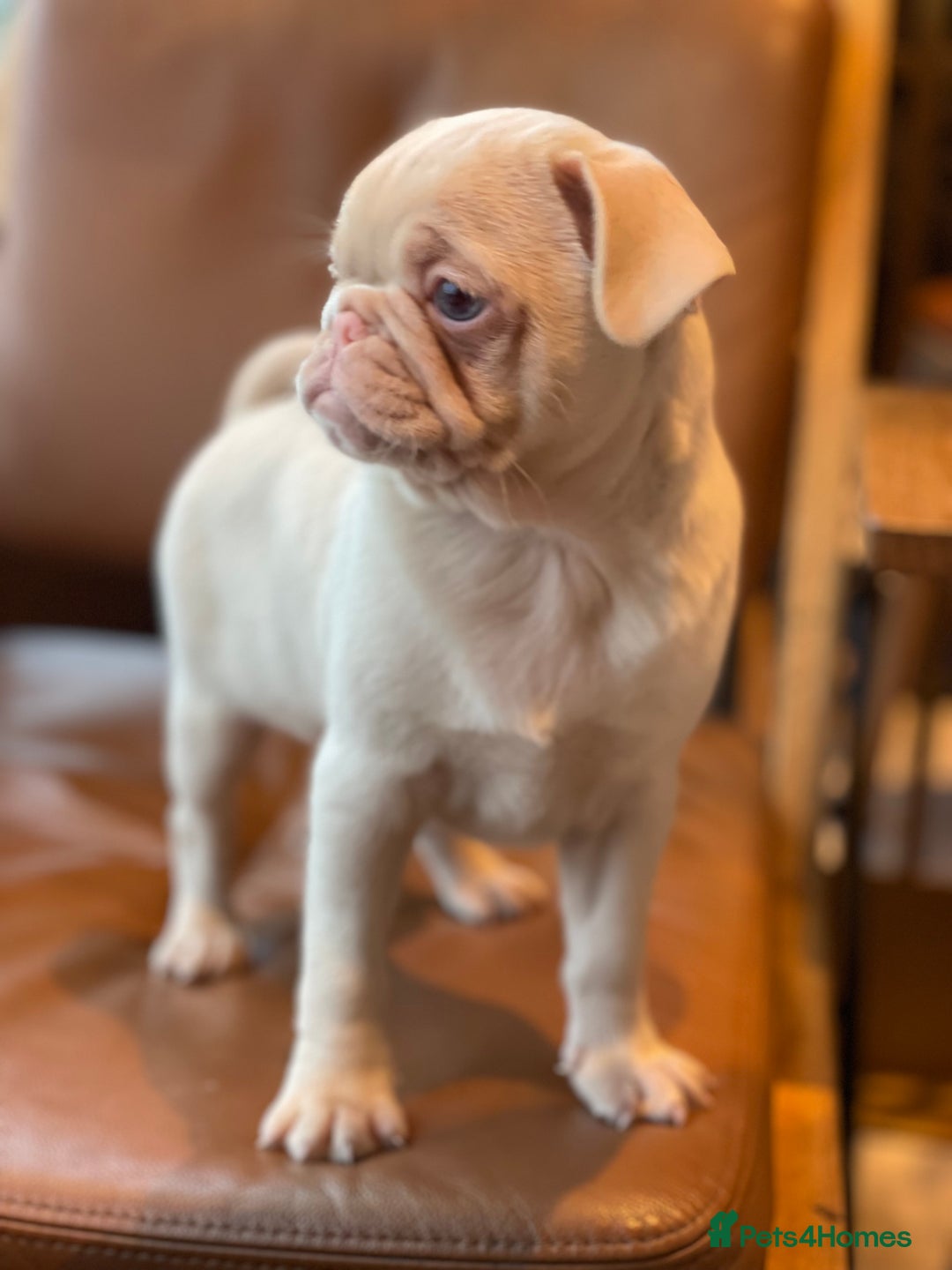 Pug dogs for sale: Pink champagne pug puppy - Advert 1