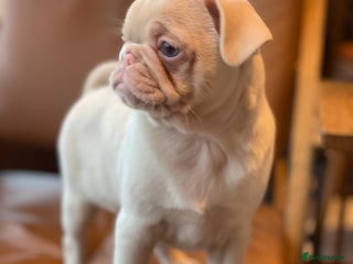 Pug dogs Pink champagne pug puppy - Advert 4