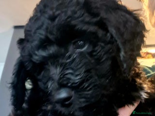 Labradoodle dogs 💫✨ Mini Labradoodles – Last 2 Girls! ✨💫 - Advert 5