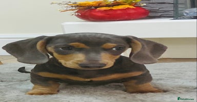Miniature Dachshund dogs - Advert 4