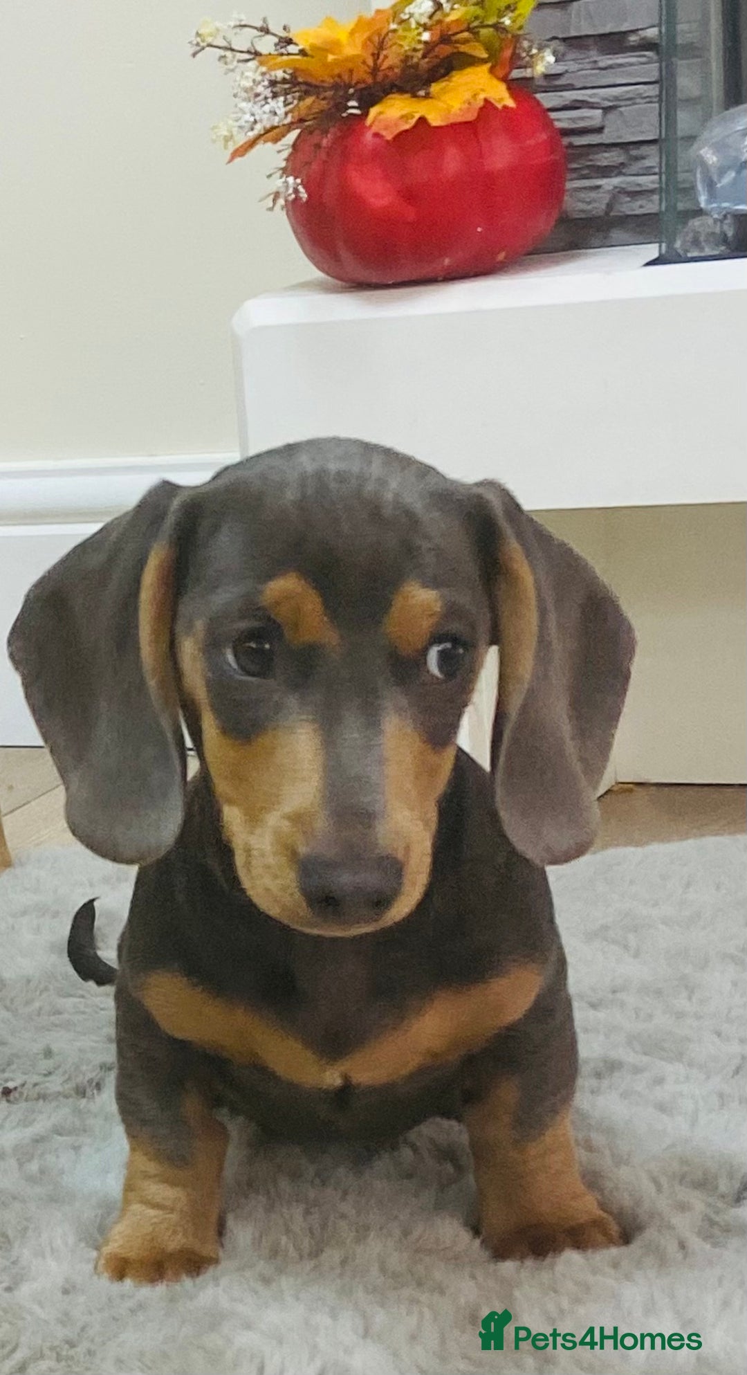 Miniature Dachshund dogs for sale: Miniature dachshunds - Image 2